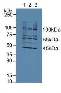 Western blot - Anti-AATK antibody (AB231529)