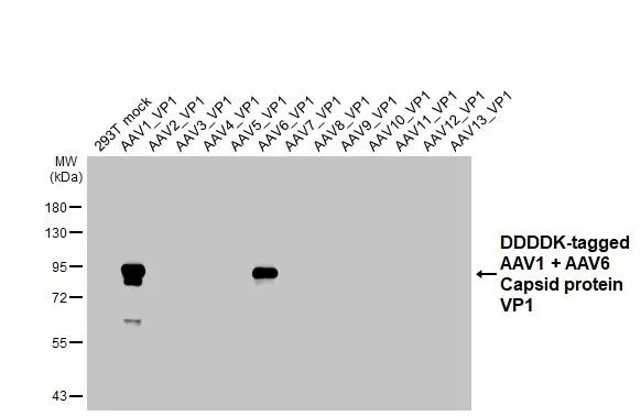 Western blot - Anti-AAV1 + AAV6 Capsid protein VP1 + VP2 + VP3 antibody [HL4908] - BSA and Azide free (AB327571)