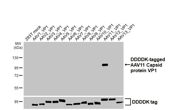 Western blot - Anti-AAV11 Capsid protein VP1 + VP2 + VP3 antibody [HL4942] - BSA and Azide free (AB327576)