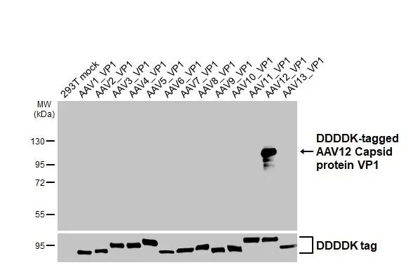 Western blot - Anti-AAV12 Capsid protein VP1 + VP2 + VP3 antibody [HL4943] - BSA and Azide free (AB327575)