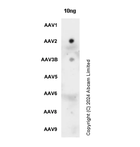 Dot Blot - Anti-AAV2 + AAV3B antibody [EPR27877] - BSA and Azide free (AB324855)