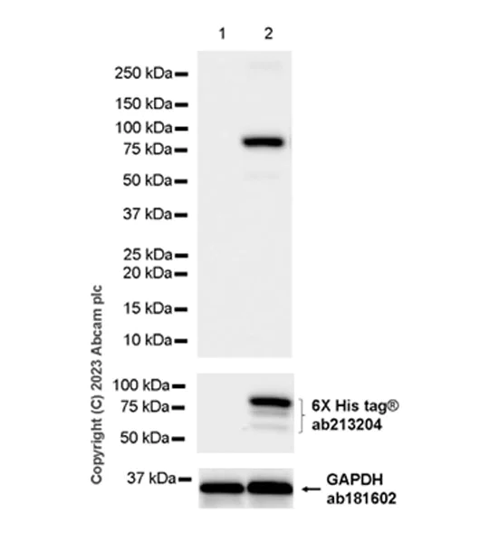 Western blot - Anti-AAV2 Capsid protein VP1 antibody [EPR28595-59] (AB315287)