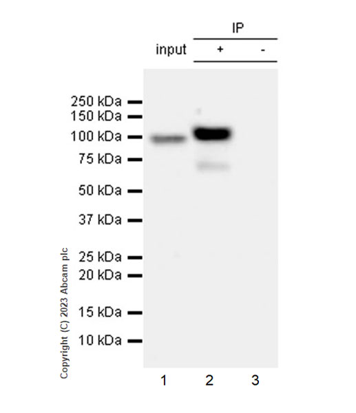 Immunoprecipitation - Anti-AAV2 Capsid protein VP1 antibody [EPR28595-59] - BSA and Azide free (ab315288), expandable thumbnail