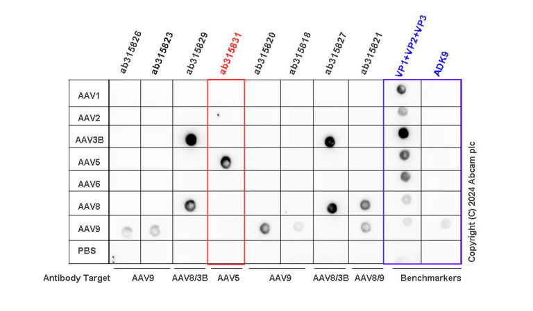 Dot Blot - Anti-AAV5 antibody [HL2476] (AB315831)