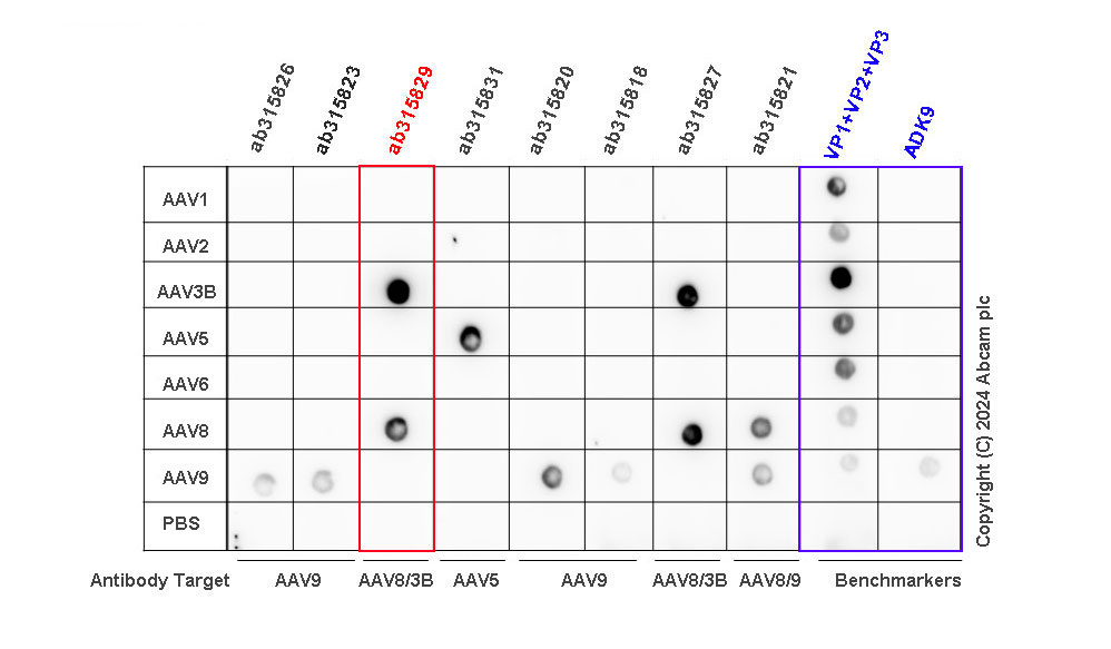 Dot Blot - Anti-AAV8 + AAV3B antibody [HL2383-IgG1] - BSA and Azide free (AB315830), expandable thumbnail
