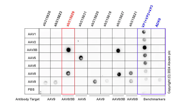 Dot Blot - Anti-AAV8 + AAV3B antibody [HL2383-IgG1] - BSA and Azide free (AB315830)