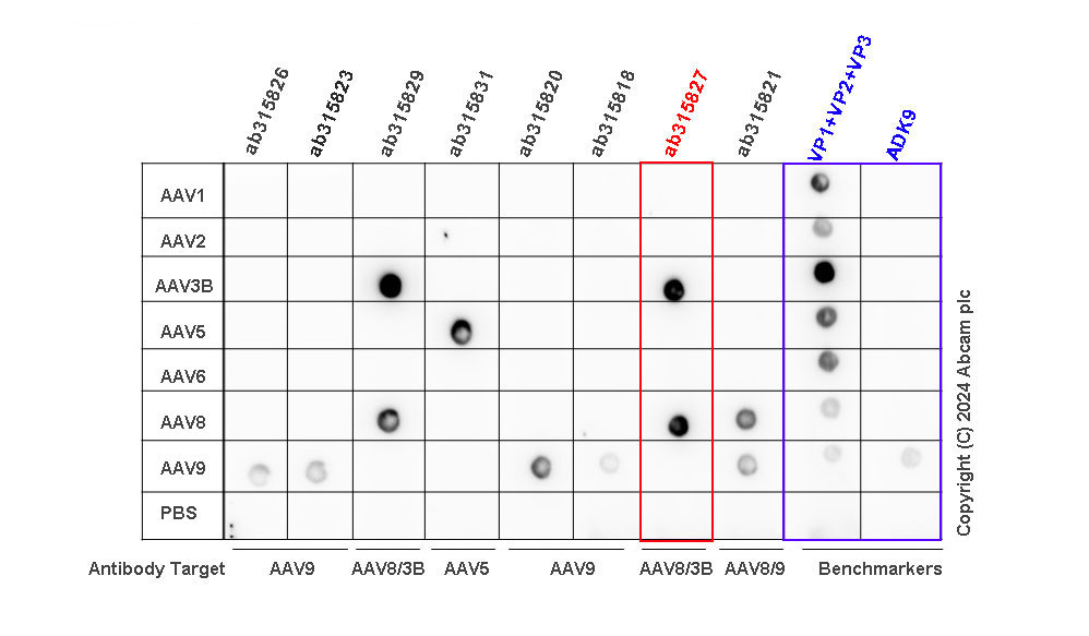 Dot Blot - Anti-AAV8 + AAV3B antibody [HL2383-IgG3] (AB315827), expandable thumbnail