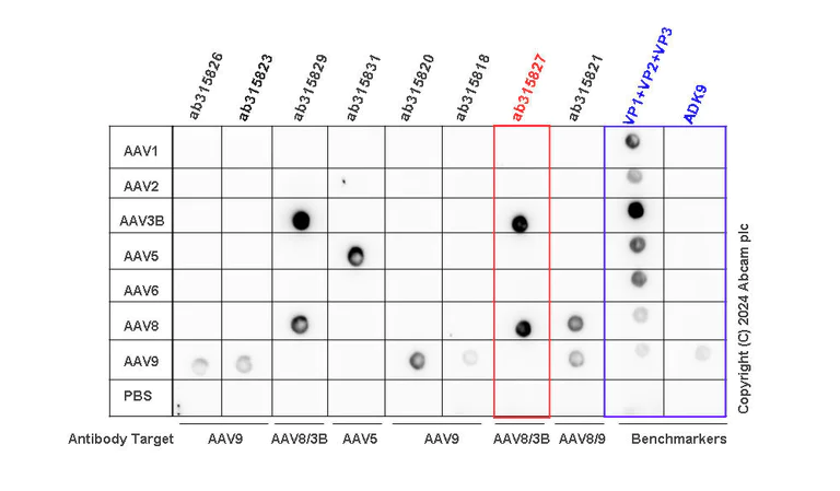 Dot Blot - Anti-AAV8 + AAV3B antibody [HL2383-IgG3] (AB315827)