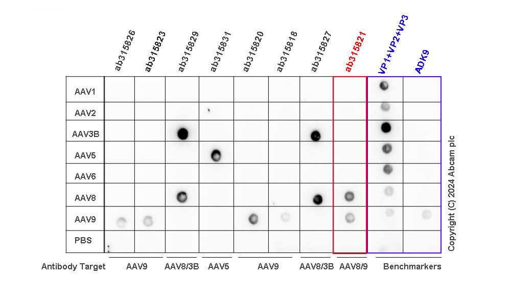 Dot Blot - Anti-AAV8 + AAV9 antibody [HL2372] (AB315821)
