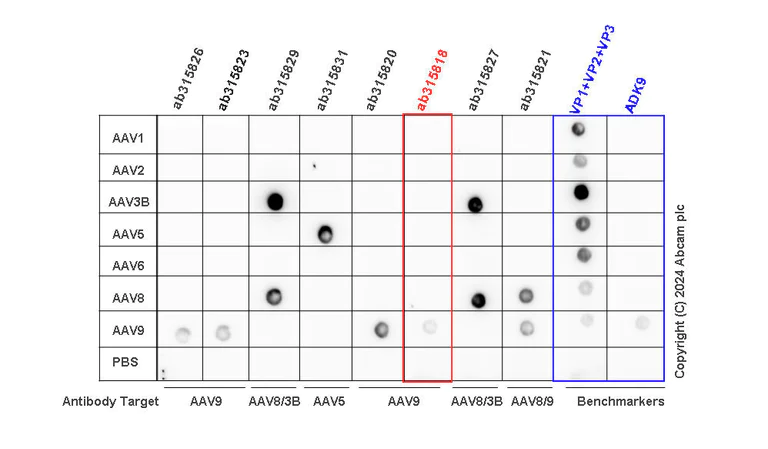 Dot Blot - Anti-AAV9 antibody [HL2368] - BSA and Azide free (AB315819)
