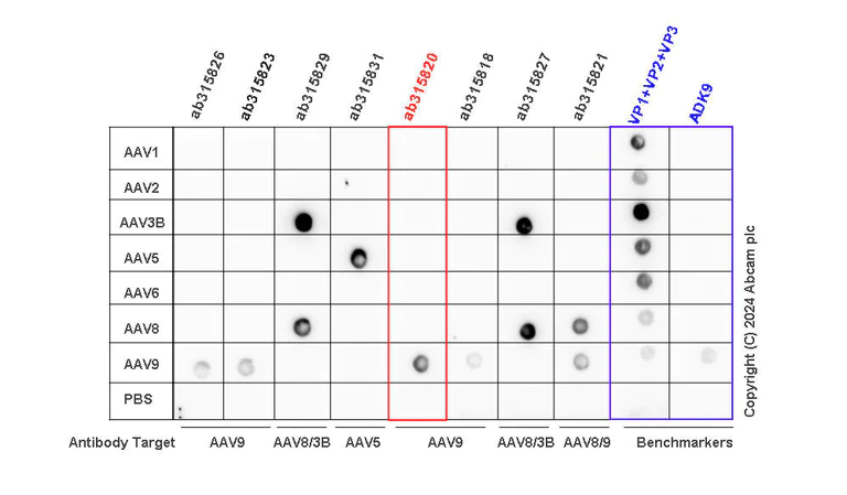 Dot Blot - Anti-AAV9 antibody [HL2370] - BSA and Azide free (AB291244)