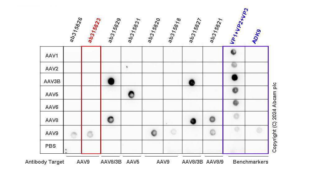 Dot Blot - Anti-AAV9 antibody [HL2374] - BSA and Azide free (AB315824), expandable thumbnail