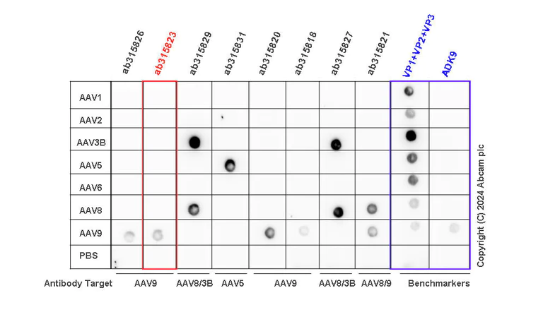 Dot Blot - Anti-AAV9 antibody [HL2374] - BSA and Azide free (AB315824)