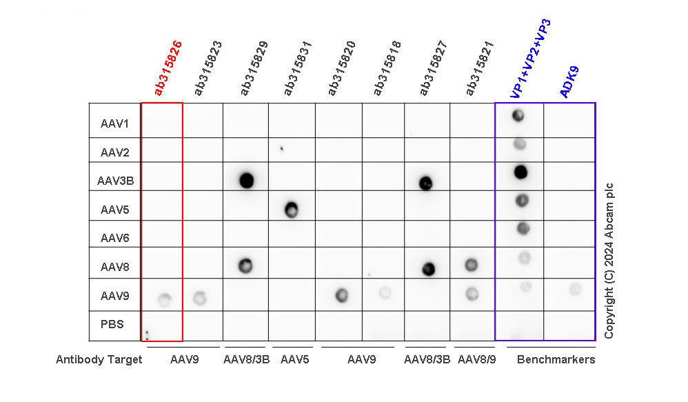 Dot Blot - Anti-AAV9 antibody [HL2374-IgG1] - BSA and Azide free (AB315826), expandable thumbnail