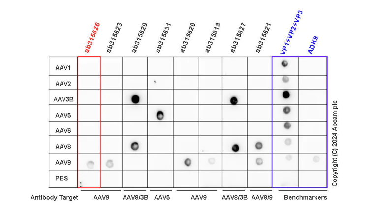 Dot Blot - Anti-AAV9 antibody [HL2374-IgG1] - BSA and Azide free (AB315826)