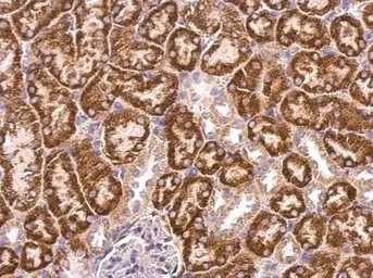 Immunohistochemistry (Formalin/PFA-fixed paraffin-embedded sections) - Anti-ABAT/GABA-T antibody (AB152134)