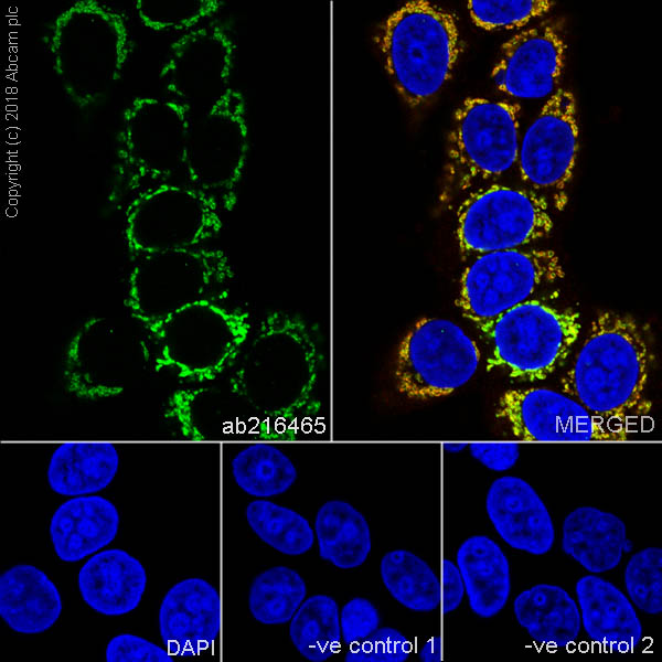 Immunocytochemistry/ Immunofluorescence - Anti-ABAT/GABA-T antibody [EPR20842] - BSA and Azide free (AB233702), expandable thumbnail