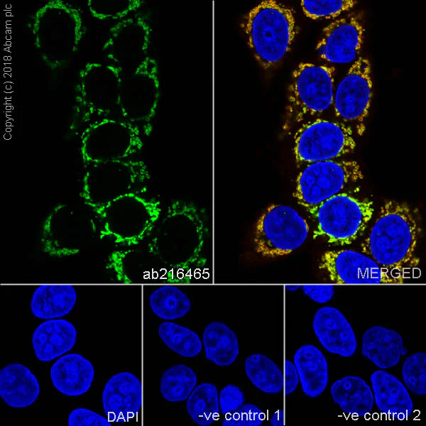 Immunocytochemistry/ Immunofluorescence - Anti-ABAT/GABA-T antibody [EPR20842] - BSA and Azide free (AB233702)