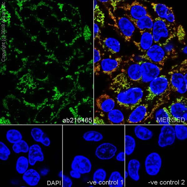 Immunocytochemistry/ Immunofluorescence - Anti-ABAT/GABA-T antibody [EPR20842] - BSA and Azide free (AB233702)