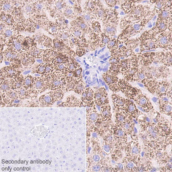 Immunohistochemistry (Formalin/PFA-fixed paraffin-embedded sections) - Anti-ABAT/GABA-T antibody [EPR20842] - BSA and Azide free (AB233702)