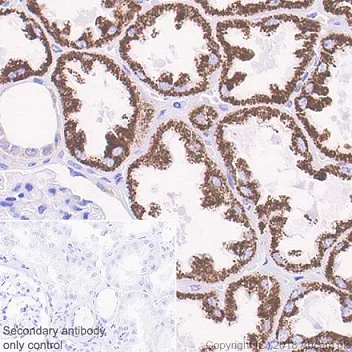 Immunohistochemistry (Formalin/PFA-fixed paraffin-embedded sections) - Anti-ABAT/GABA-T antibody [EPR20842] - BSA and Azide free (AB233702)