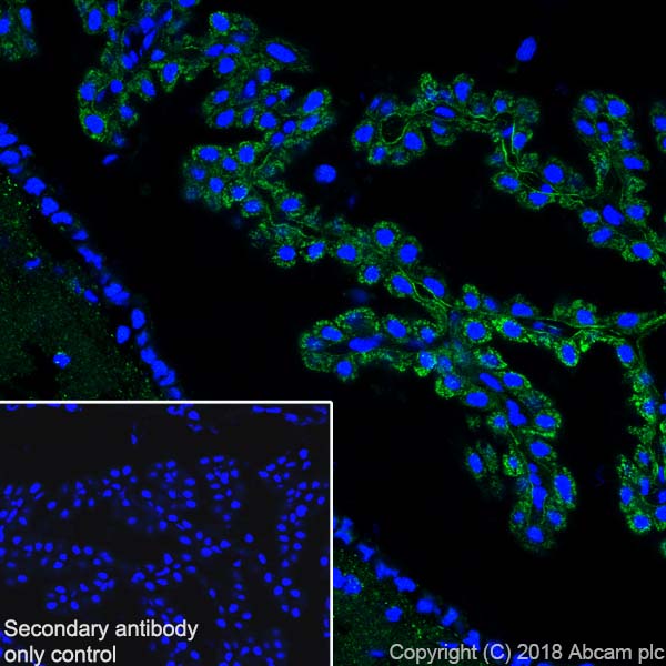 Immunohistochemistry (Frozen sections) - Anti-ABAT/GABA-T antibody [EPR20842] - BSA and Azide free (ab233702), expandable thumbnail