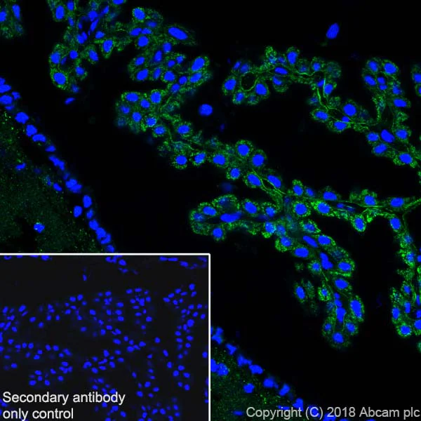 Immunohistochemistry (Frozen sections) - Anti-ABAT/GABA-T antibody [EPR20842] - BSA and Azide free (AB233702)