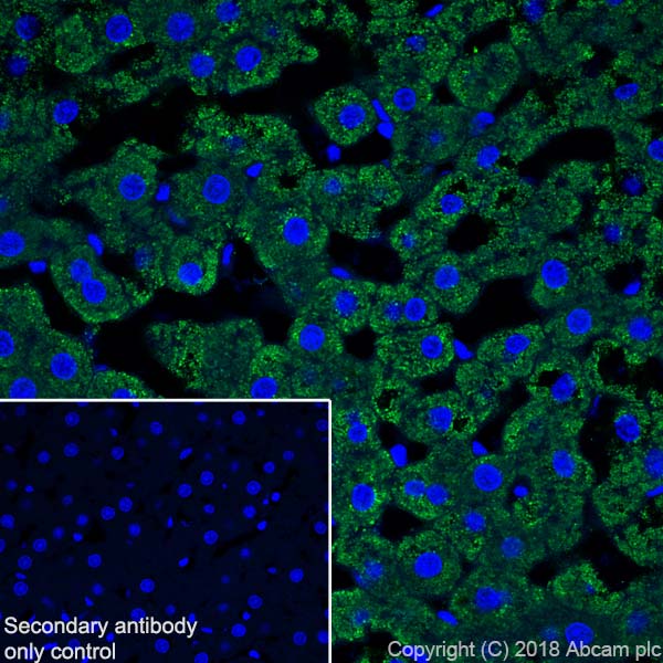 Immunohistochemistry (Frozen sections) - Anti-ABAT/GABA-T antibody [EPR20842] - BSA and Azide free (AB233702), expandable thumbnail