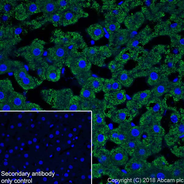 Immunohistochemistry (Frozen sections) - Anti-ABAT/GABA-T antibody [EPR20842] - BSA and Azide free (AB233702)