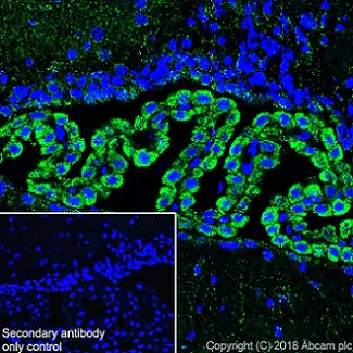 Immunohistochemistry (Frozen sections) - Anti-ABAT/GABA-T antibody [EPR20842] - BSA and Azide free (AB233702)