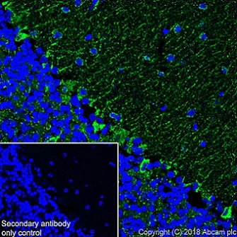 Immunohistochemistry (Frozen sections) - Anti-ABAT/GABA-T antibody [EPR20842] - BSA and Azide free (AB233702)