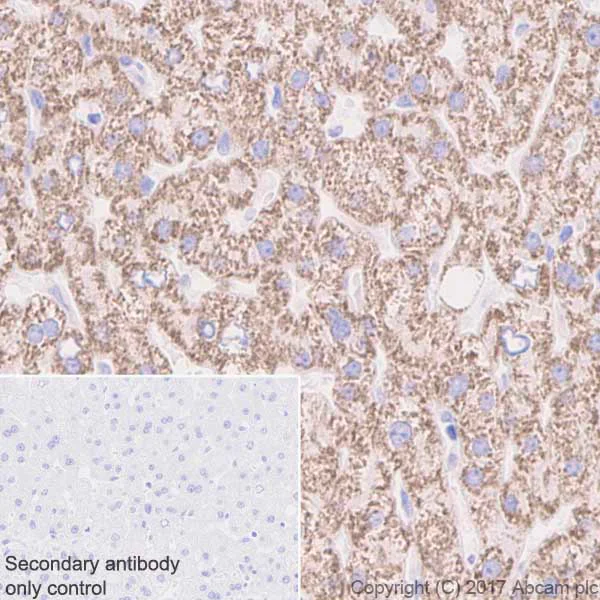 Immunohistochemistry (Formalin/PFA-fixed paraffin-embedded sections) - Anti-ABAT/GABA-T antibody [EPR4433] (AB108249)