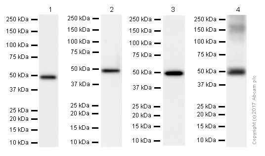 Anti-ABAT/GABA-T antibody [EPR4433]