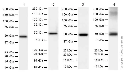 Western blot - Anti-ABAT/GABA-T antibody [EPR4433] (AB108249)