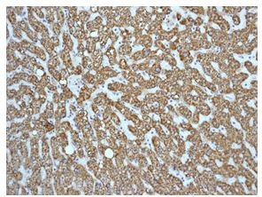 Immunohistochemistry (Formalin/PFA-fixed paraffin-embedded sections) - Anti-ABAT/GABA-T antibody [EPR4433] - BSA and Azide free (AB232525)