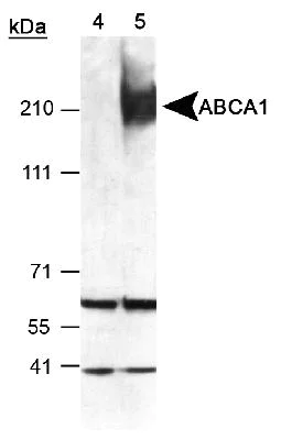 Western blot - Anti-ABCA1 antibody (AB7360)