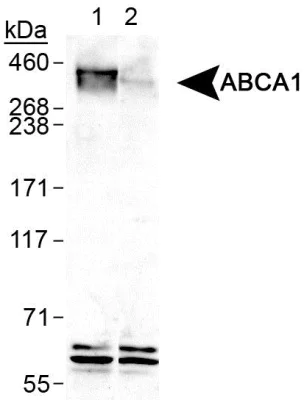Western blot - Anti-ABCA1 antibody (AB7360)