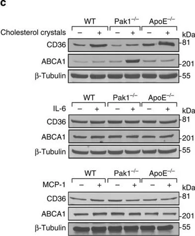 Western blot - Anti-ABCA1 antibody [AB.H10] (AB18180)