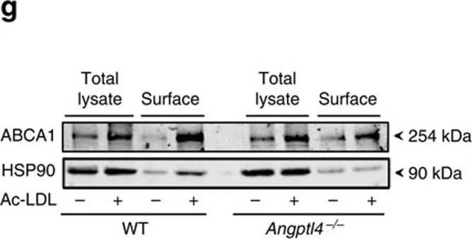 Western blot - Anti-ABCA1 antibody [AB.H10] (AB18180)