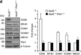 Western blot - Anti-ABCA1 antibody [AB.H10] (AB18180)