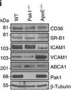 Western blot - Anti-ABCA1 antibody [AB.H10] (AB18180)
