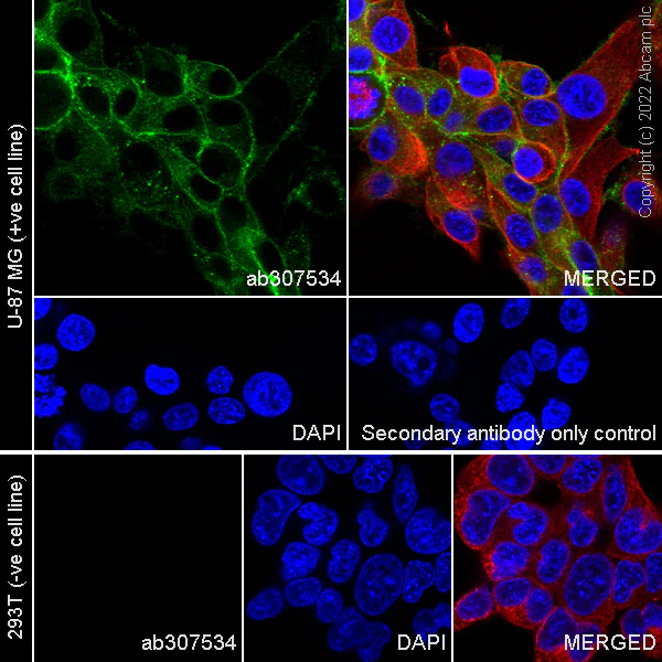 Immunocytochemistry/ Immunofluorescence - Anti-ABCA1 antibody [EPR27494-51] - BSA and Azide free (AB307535)