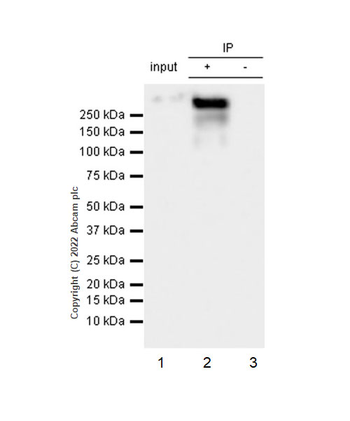 Immunoprecipitation - Anti-ABCA1 antibody [EPR27494-51] - BSA and Azide free (AB307535), expandable thumbnail
