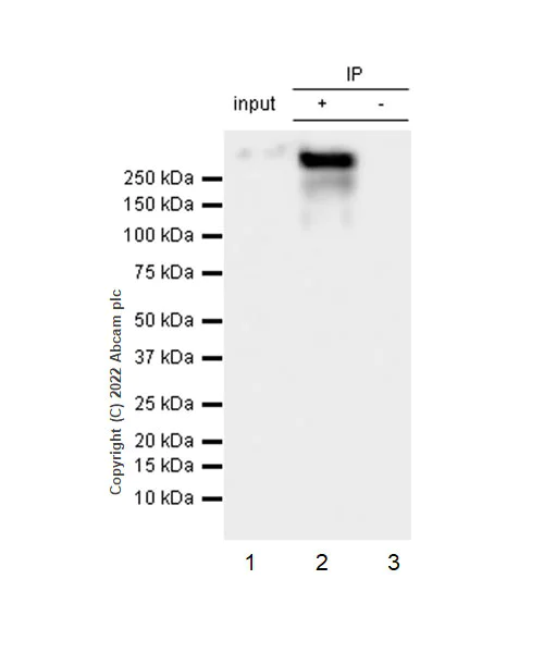 Immunoprecipitation - Anti-ABCA1 antibody [EPR27494-51] - BSA and Azide free (AB307535)