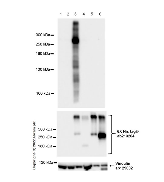Western blot - Anti-ABCA1 antibody [EPR27494-51] - BSA and Azide free (AB307535), expandable thumbnail