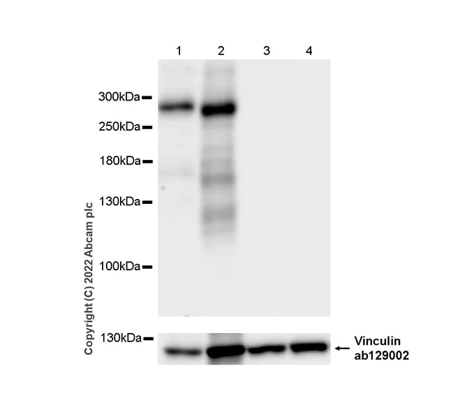 Western blot - Anti-ABCA1 antibody [EPR27494-51] - BSA and Azide free (AB307535)