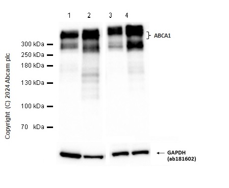 Western blot - Anti-ABCA1 antibody [EPR27494-51] - BSA and Azide free (AB307535), expandable thumbnail