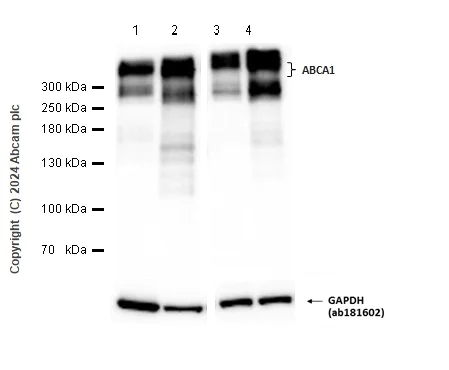 Western blot - Anti-ABCA1 antibody [EPR27494-51] - BSA and Azide free (AB307535)
