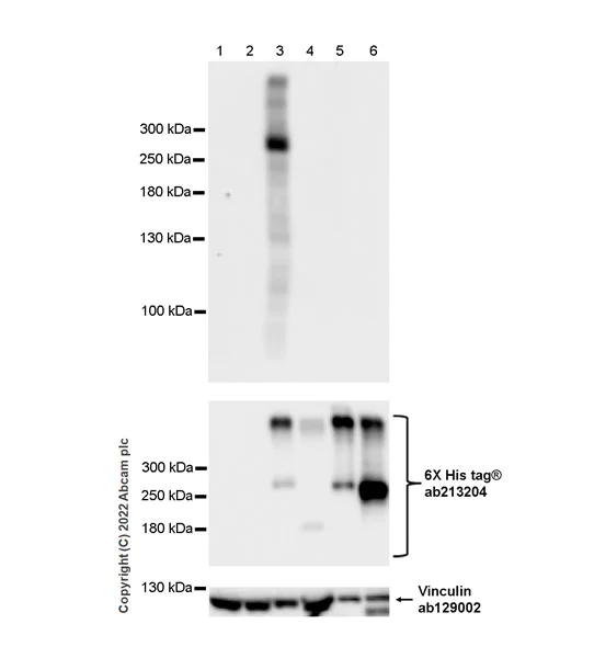 Western blot - Anti-ABCA1 antibody [EPR27494-57] - BSA and Azide free (AB307537)