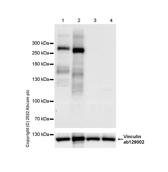 Western blot - Anti-ABCA1 antibody [EPR27494-57] - BSA and Azide free (AB307537)
